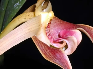 Bild von Bulbophyllum auriculatum garay 3